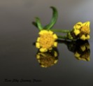 'Flower 1'. First edit of the little flowers. The focus was on the flower to the right of the screen. Photography and edit by Rose-Sky Journey Pieces. Copyright 2016.